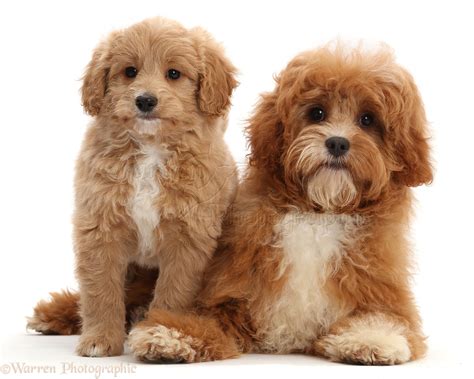 Cavapoo Dog Breed Information and Characteristics